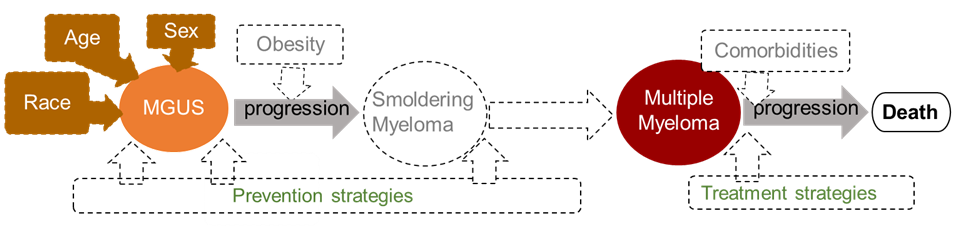 Grapic showing multiple myeloma model scheme